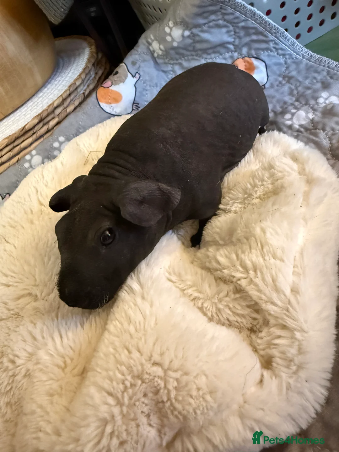 Guinea Pig rodents for sale: Two male skinny pigs best friends.  - Advert 1