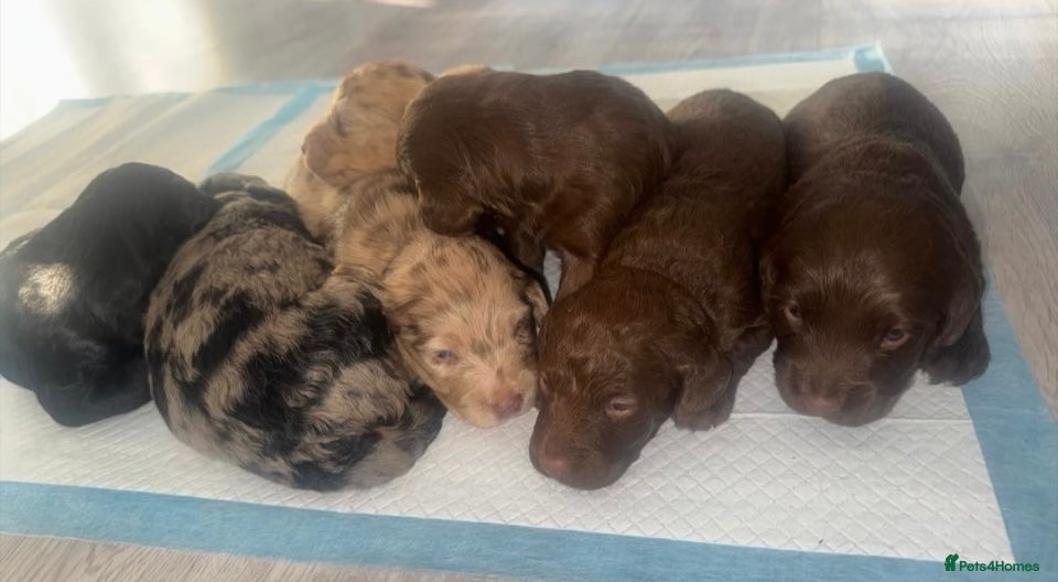 Labradoodle dogs Stunning labradoodle puppies - Advert 4