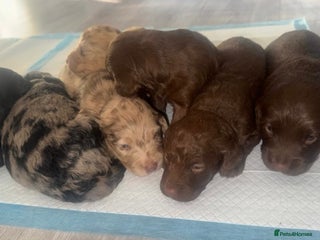 Labradoodle dogs Stunning labradoodle puppies - Advert 4