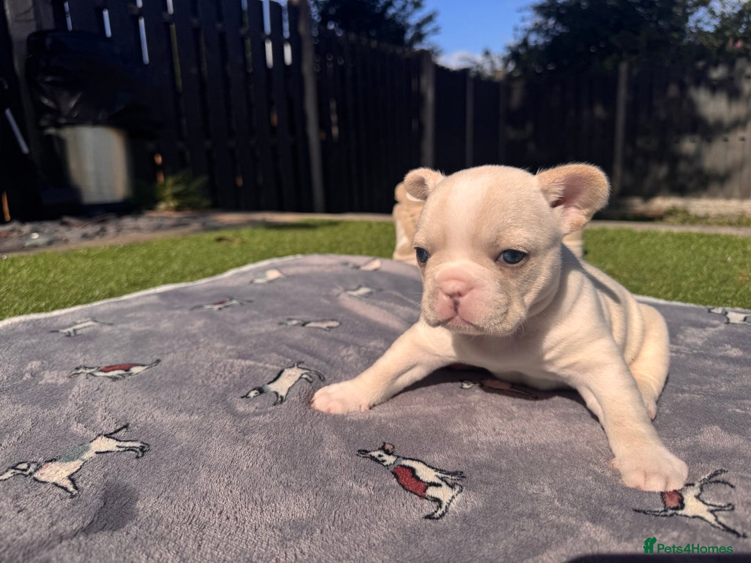 French Bulldog dogs for sale: KC FRENCH BULLDOG PUPPIES - READY NOW - Image 25