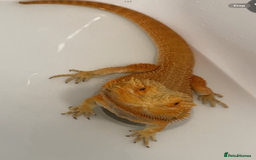 Bearded Dragon reptiles for sale: Bearded Dragon For Sale - Image 4