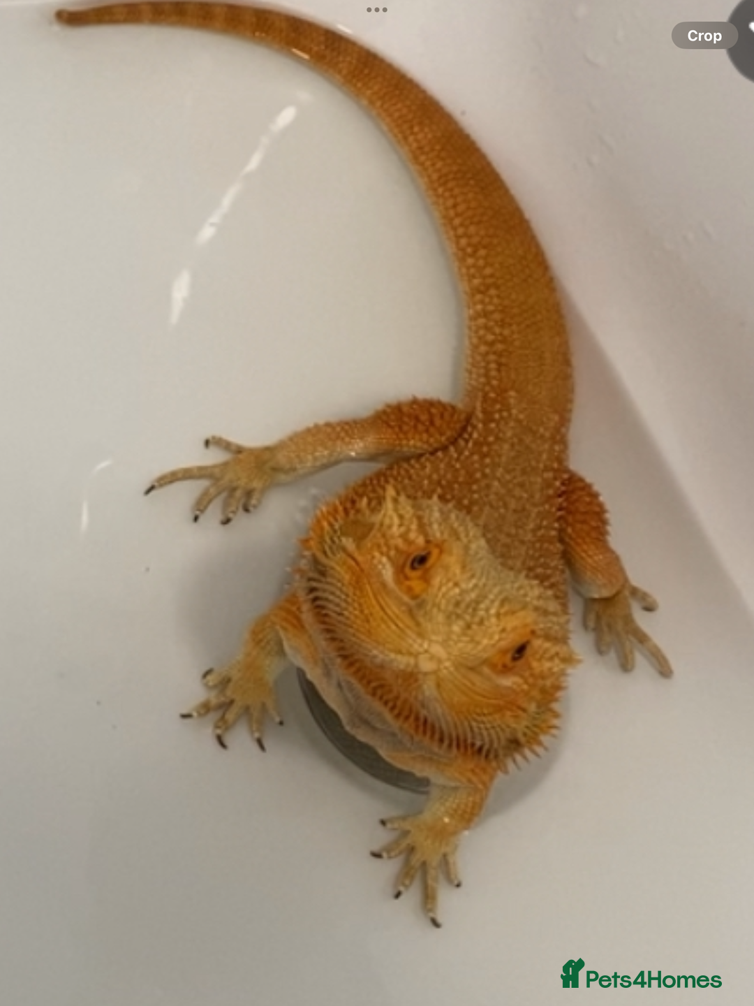 Bearded Dragon reptiles for sale: Bearded Dragon For Sale - Image 4