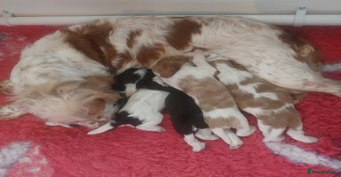 Cocker Spaniel dogs - Advert 2