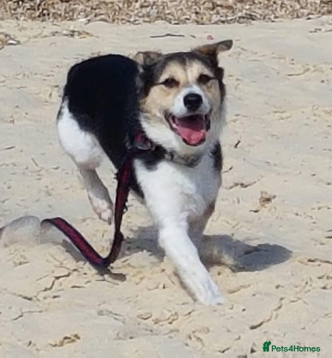 Mixed Breed dogs for adoption: Tara - Norwich Norfolk  - Advert 17