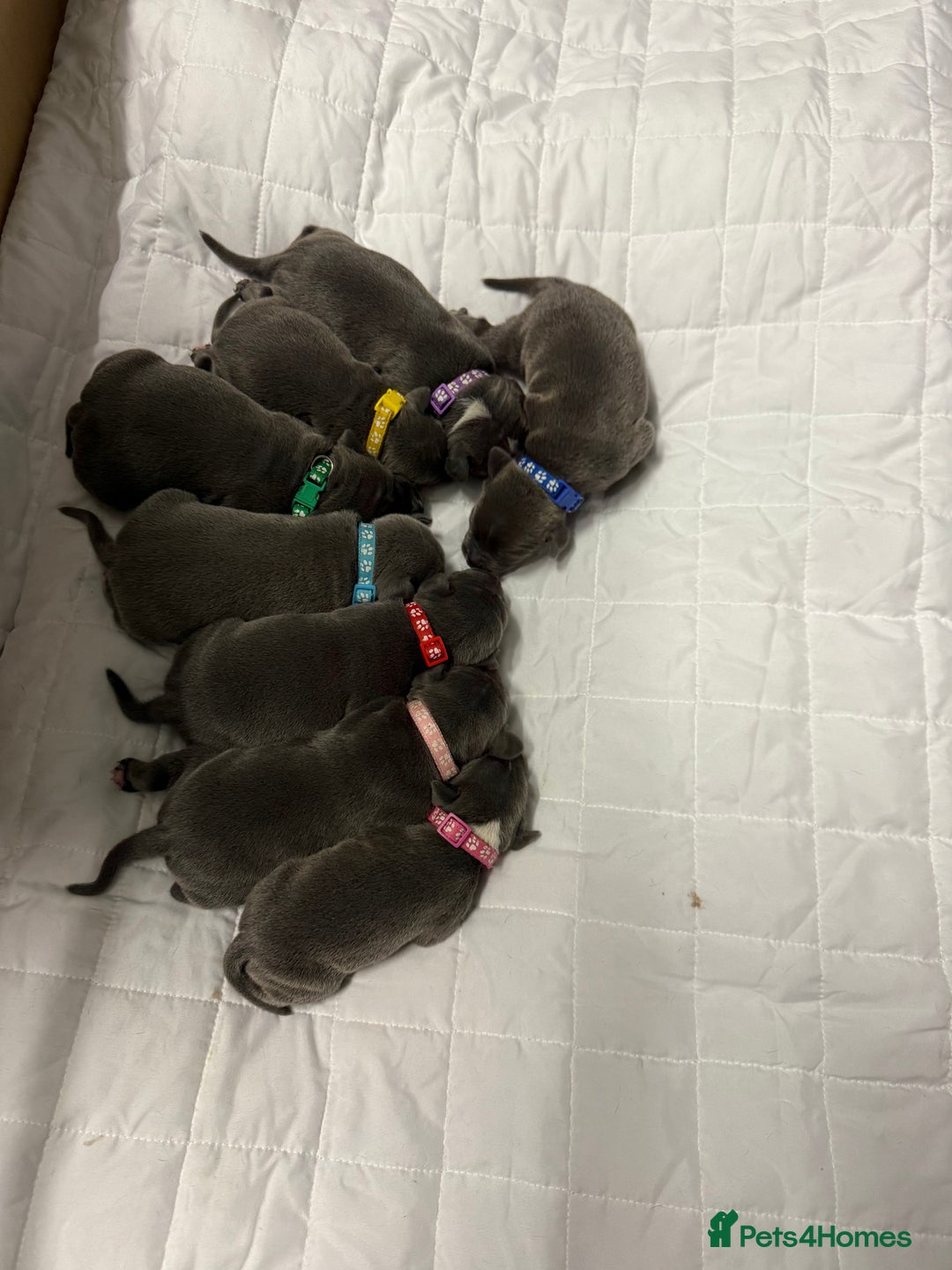 Staffordshire Bull Terrier dogs for sale: Blue Staffordshire bull terrier staffy  - Advert 1
