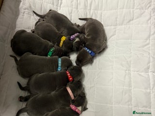 Staffordshire Bull Terrier dogs Blue Staffordshire bull terrier staffy - Advert 1