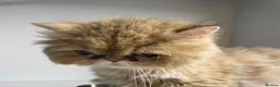 Mixed Breed cats for sale: Chocolate box kittens! - Advert 10