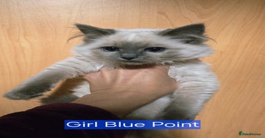 Ragdoll cats - Advert 5
