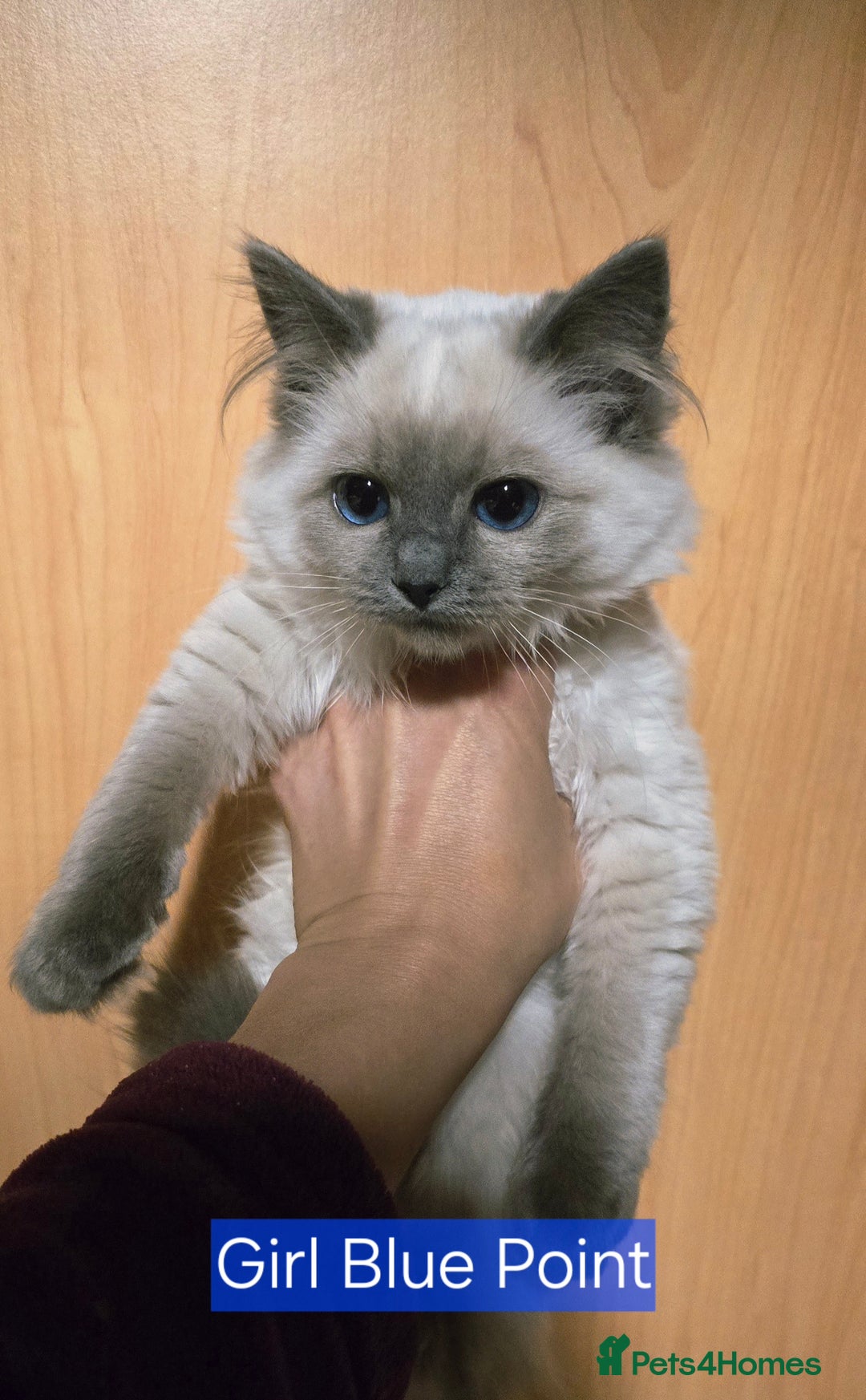 Ragdoll cats for sale: Registered Tica Pedigree Ragdolls - Image 2