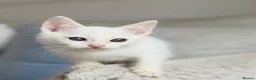 Turkish Angora cats for sale: 🐾 Unique Turkish Angora x Bengal Mix Kittens 🐾 - Advert 4
