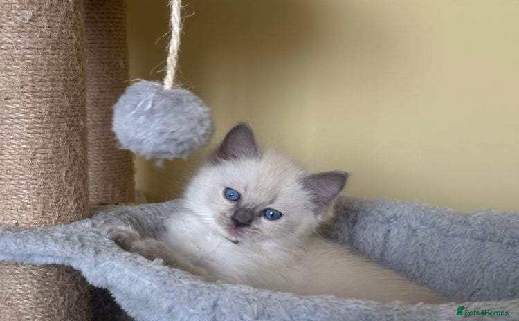 Ragdoll cats - Advert 7