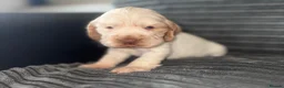 Cocker Spaniel dogs for sale: Beautiful show cocker puppies  - Advert 10