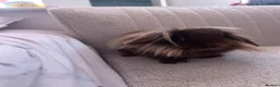 Mini Lion Lop rabbits for sale: Daisy the mini lion lop - Advert 2