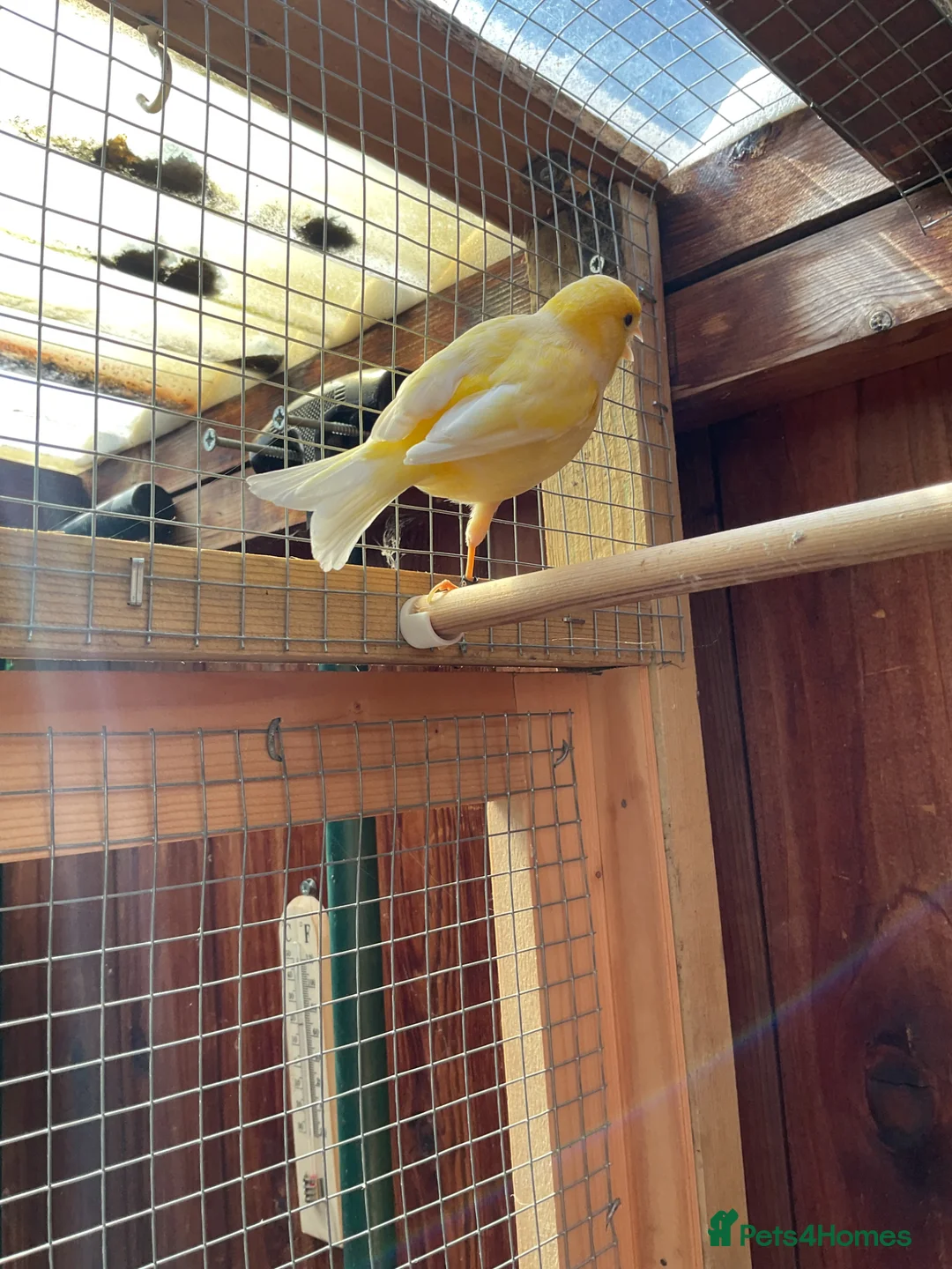 Canaries birds for sale: Cock Fife Canary in Northwich - Advert 2