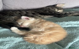 Mixed Breed cats for sale: British longhair cross kittens  - Image 18