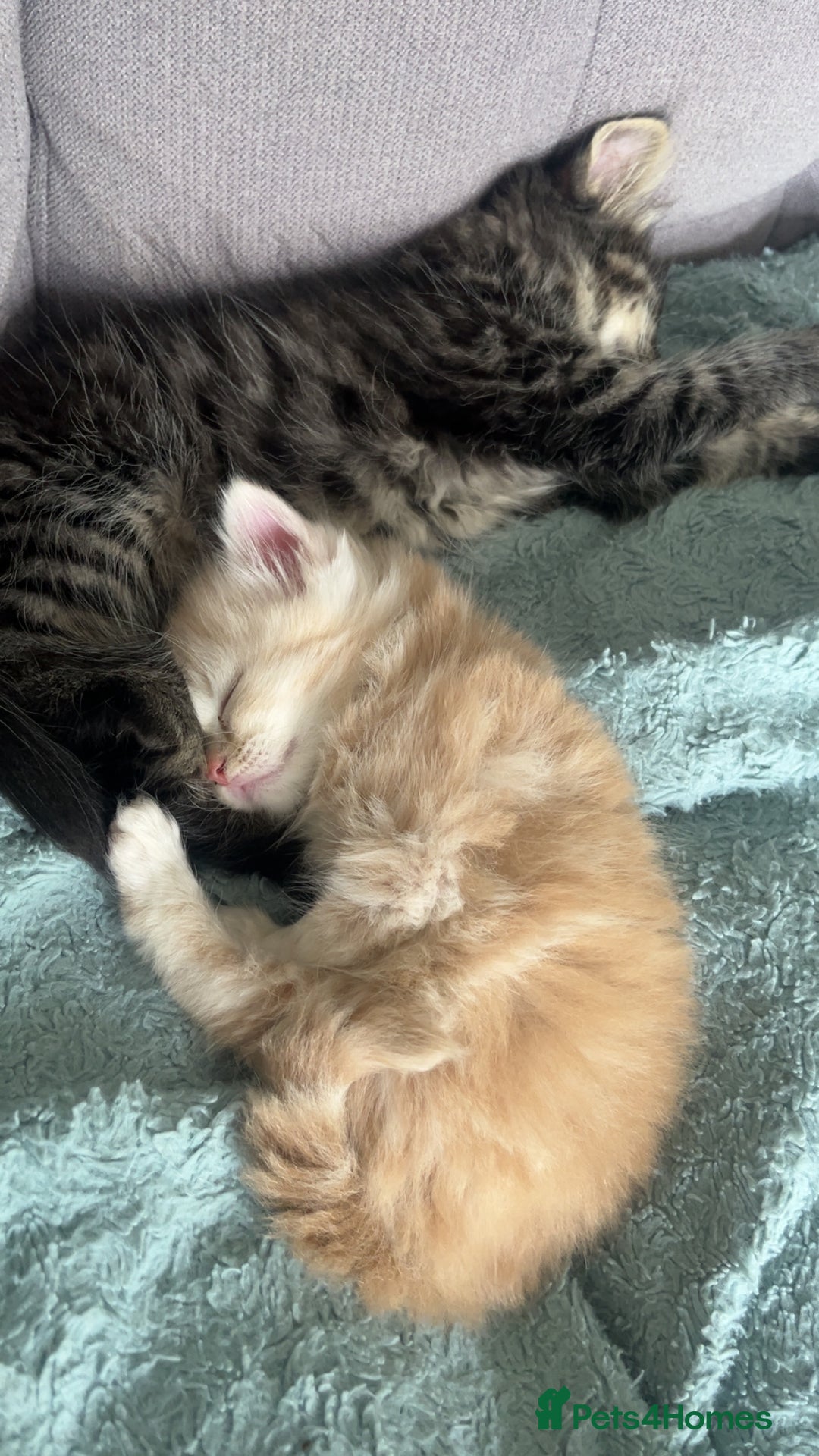 Mixed Breed cats for sale: British longhair cross kittens  - Image 18