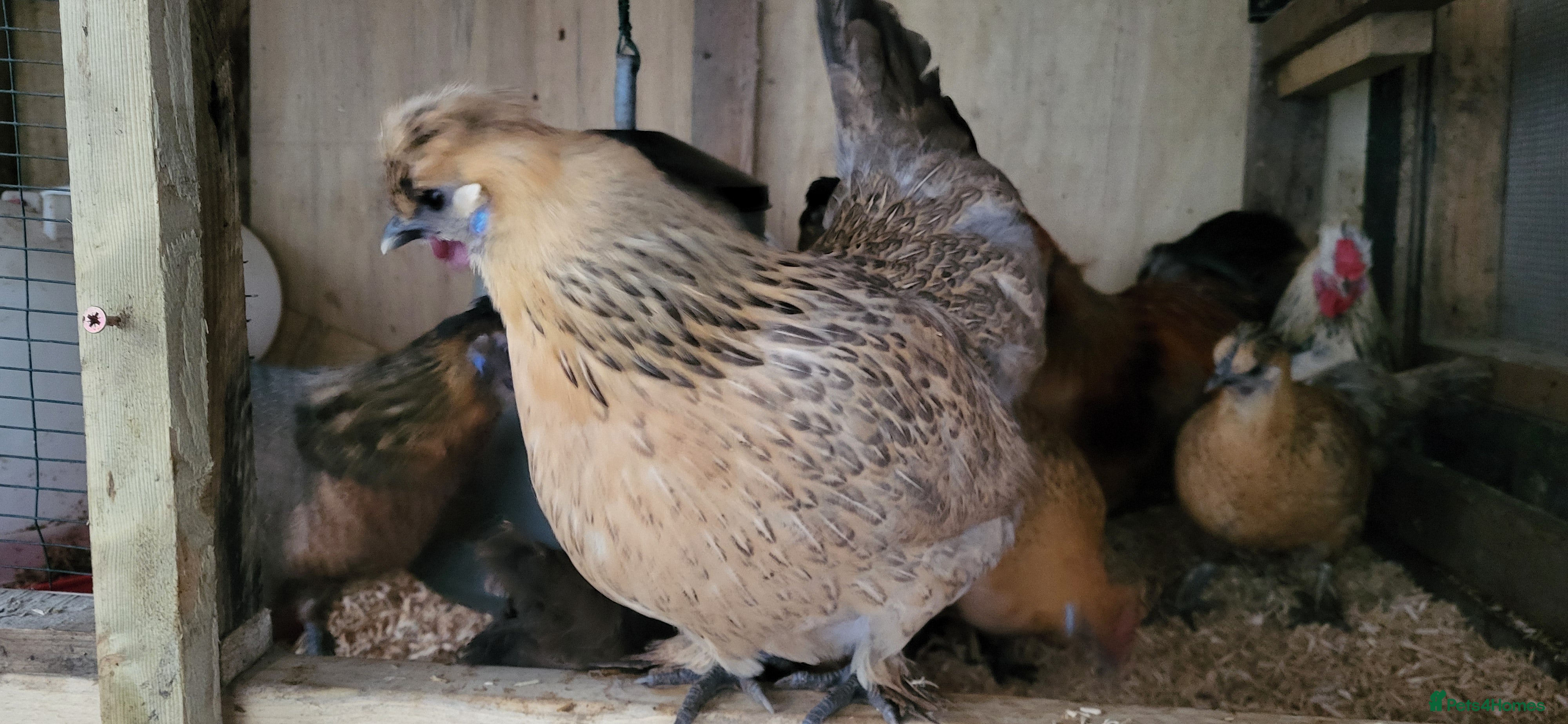 Chickens poultry Silkie, dutch bantam and blue egg layers - Advert 2