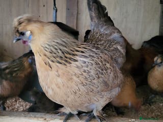 Chickens poultry Silkie, dutch bantam and blue egg layers - Advert 3