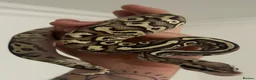 Python Snake reptiles for sale: Snakes - Advert 9