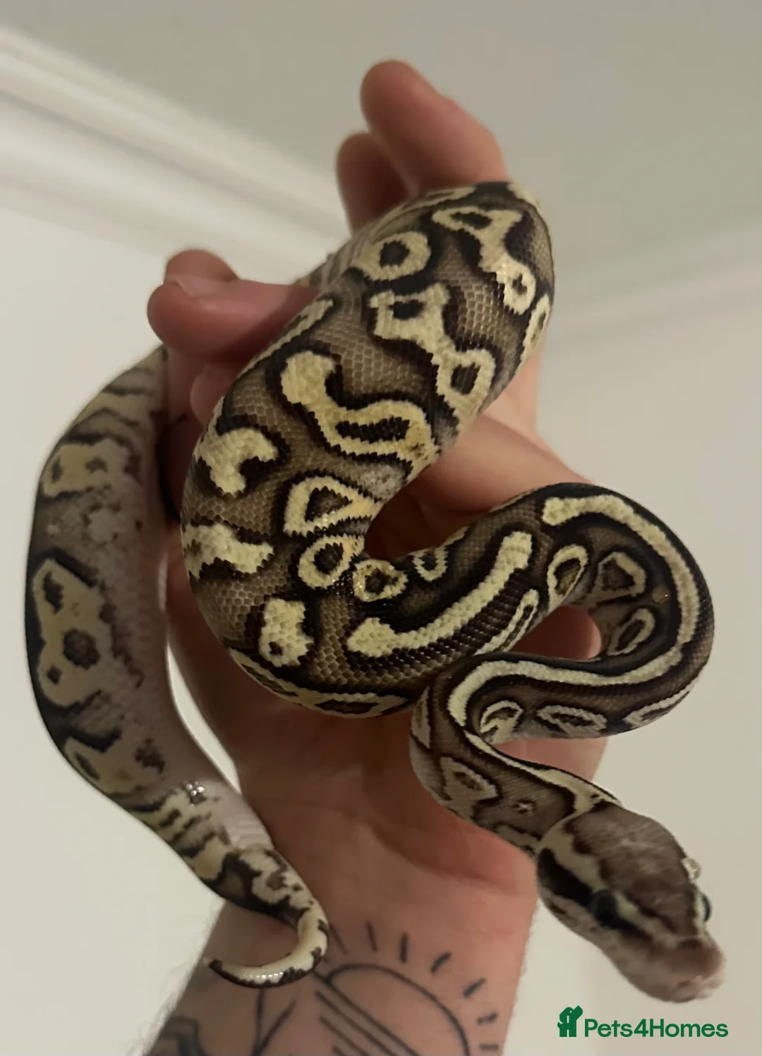 Python Snake reptiles for sale: Snakes - Advert 9