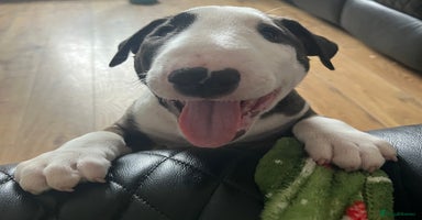 Bull Terrier dogs - Advert 14