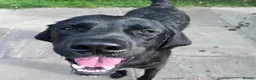 Mixed Breed dogs for adoption: Lonzo (Retriever mix) - Advert 4