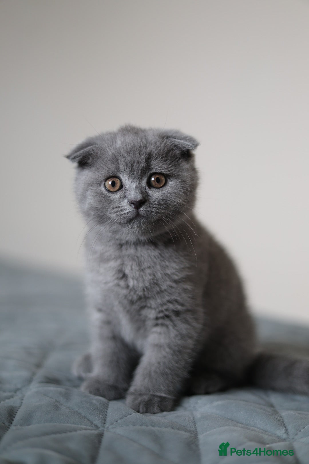 Scottish Fold cats Beautiful Scottish Fold Kitten – Litter Trained💖 - Advert 16