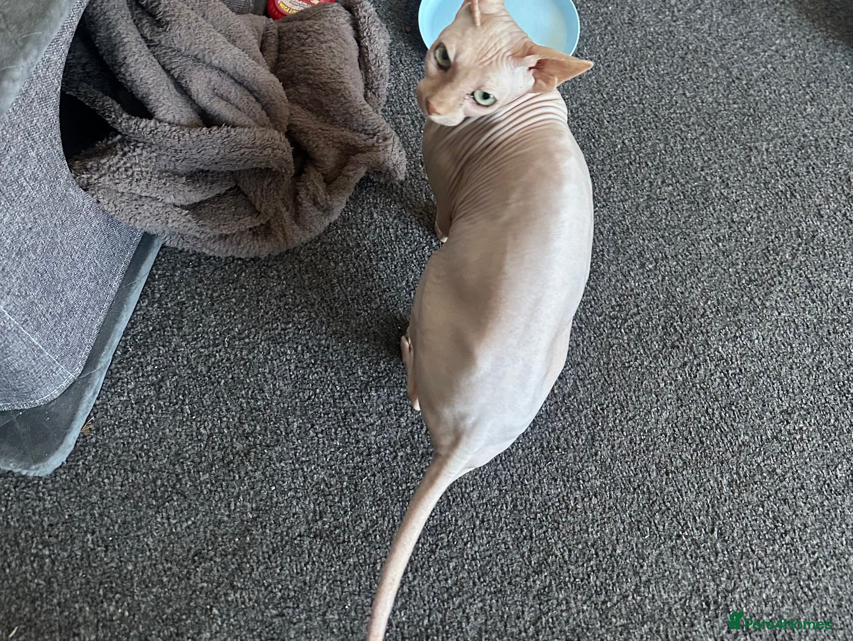 Sphynx cats Pink female Sphynx for sale  - Advert 17