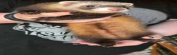 Ferret rodents for sale: Semi Angora Ferret Jill ❤️ NOW RESERVED ❤️ - Advert 11