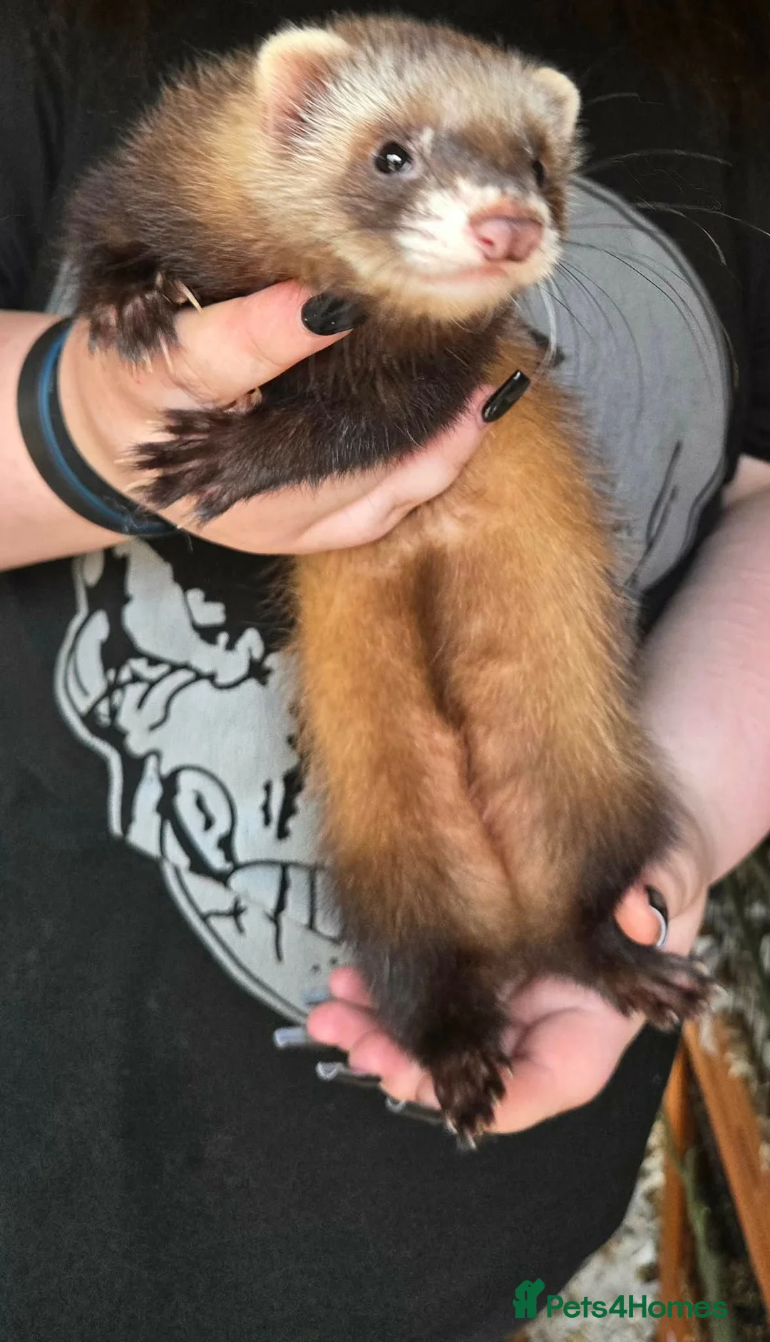 Ferret rodents for sale: Semi Angora Ferret Jill ❤️ NOW RESERVED ❤️ - Advert 11