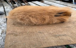 Guinea Pig rodents for sale: Pure bred California & Swiss guineapigs  - Image 2