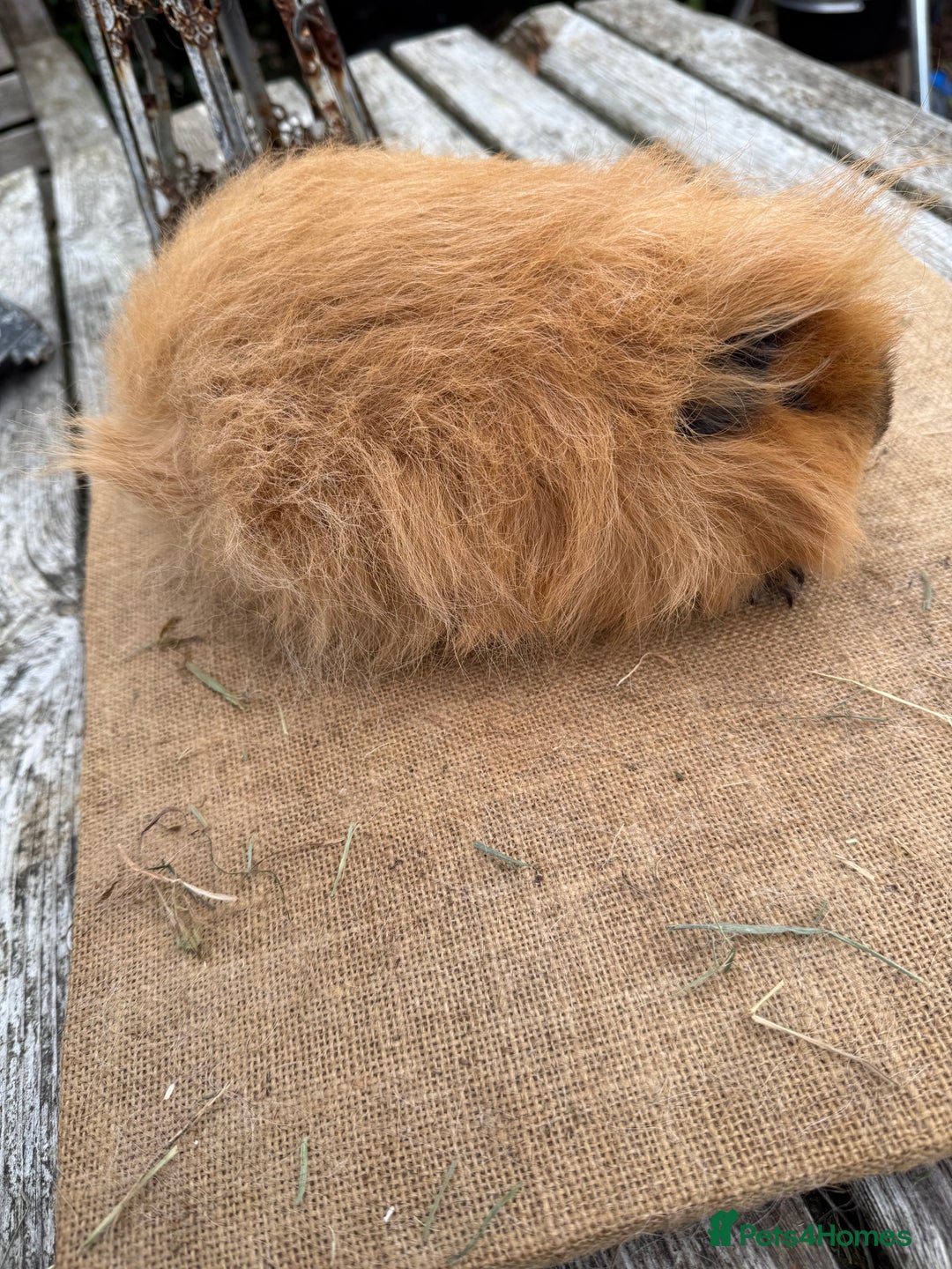 Guinea Pig rodents for sale: Pure bred California & Swiss guineapigs  - Image 2