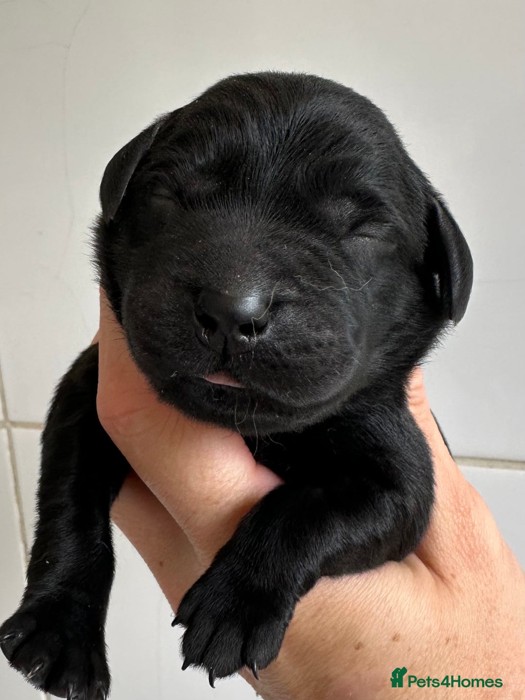 Labrador Retriever dogs for sale: Labrador puppies from health tested parents  - Image 8