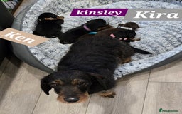 Dachshund dogs for sale: Beautiful Daxis - Advert 6