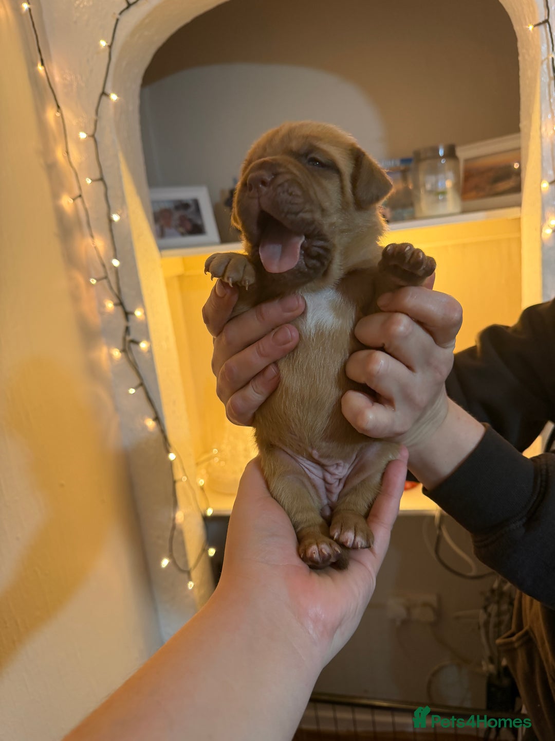 Dogue De Bordeaux dogs for sale: Beautiful Dogue De Bordeaux Puppies - Advert 21
