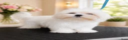 Maltese dogs for sale: Beautiful pure Korean Maltese puppies  - Advert 3