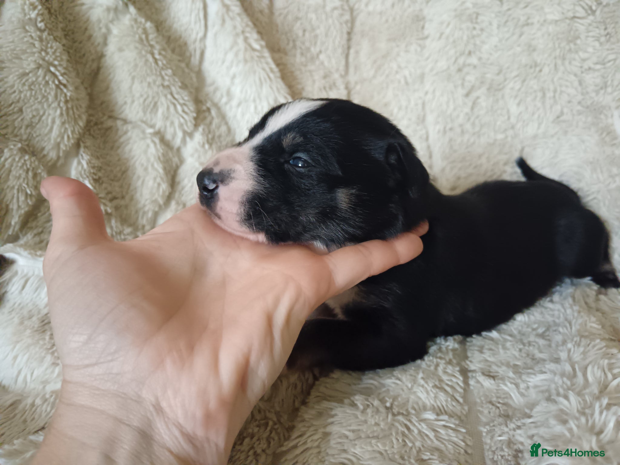 Mixed Breed dogs 75%border collie 25% Lab  - Advert 1