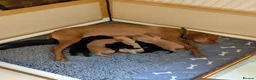 Mixed Breed dogs for sale: Vizslador Puppies (Vizsla X Black Lab) in Yelverton - Advert 1