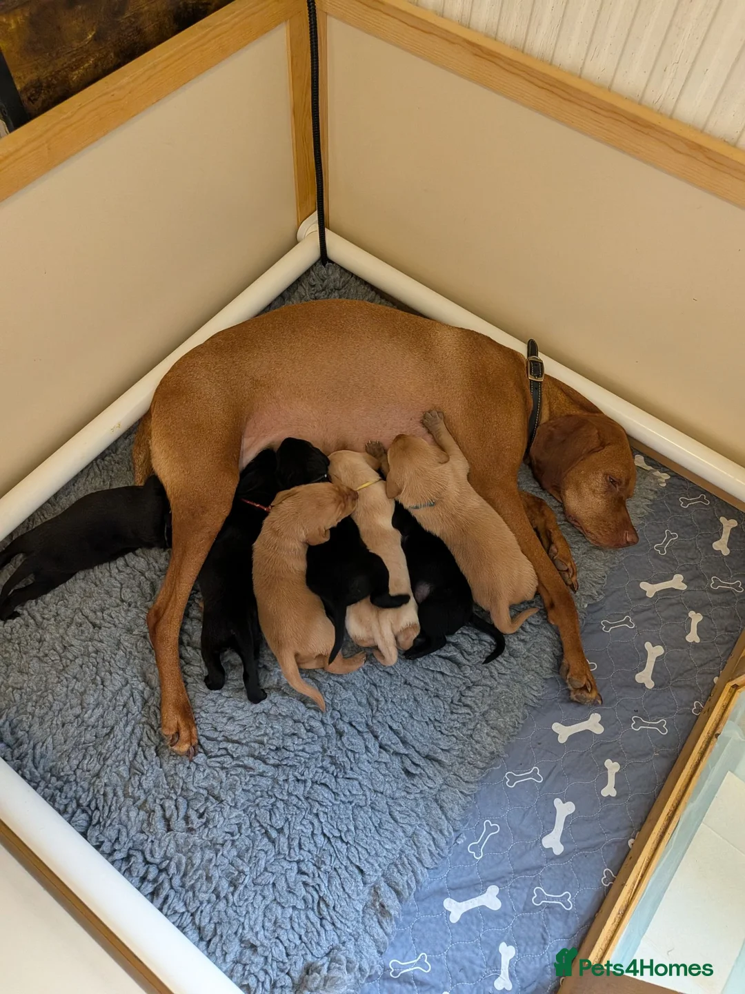 Mixed Breed dogs for sale: Vizslador Puppies (Vizsla X Black Lab) in Yelverton - Advert 1