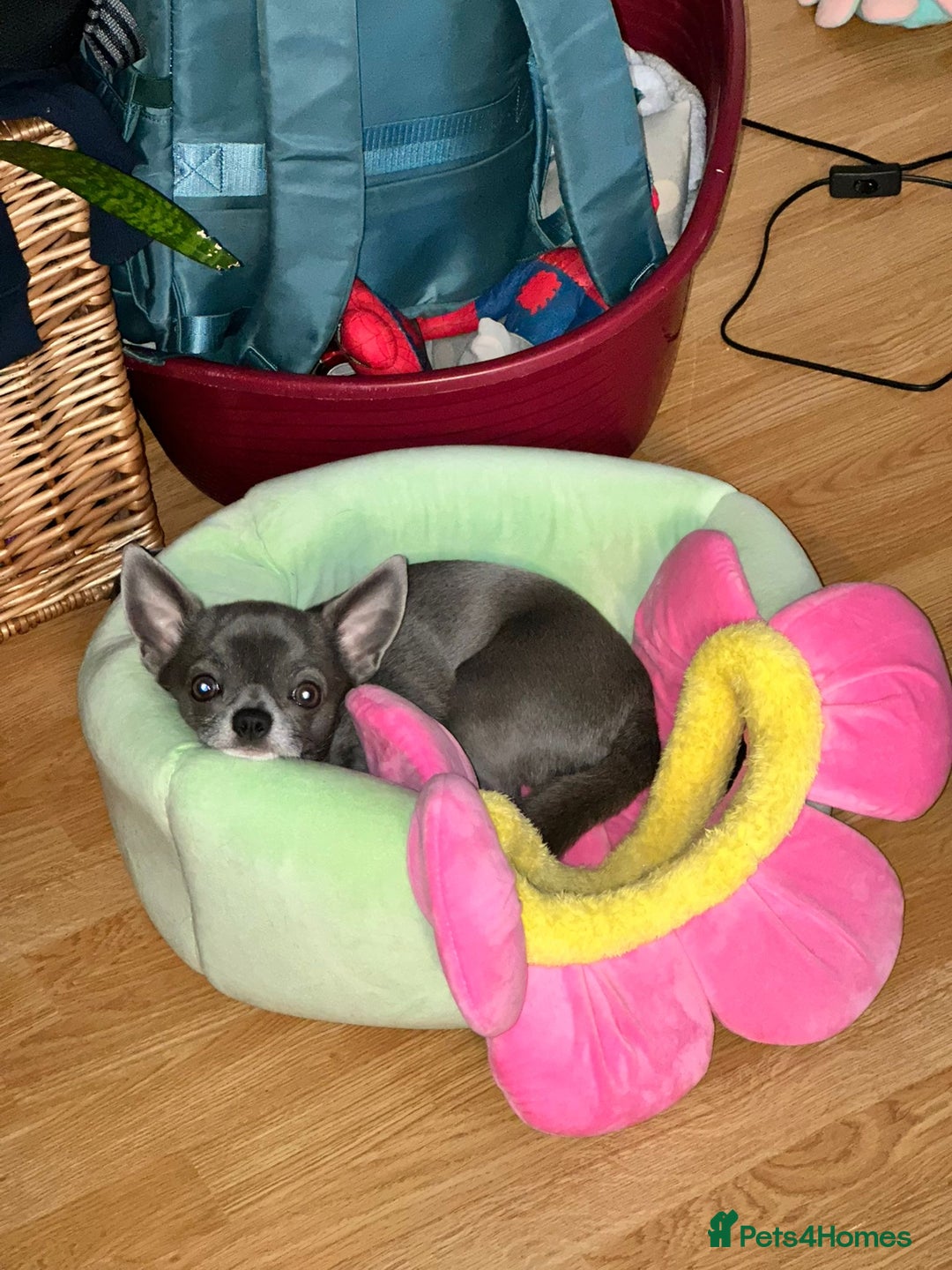 Chihuahua dogs for stud: Chihuahua stud - Advert 10