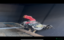 Chickens poultry for sale: Launga aseel male  - Image 2