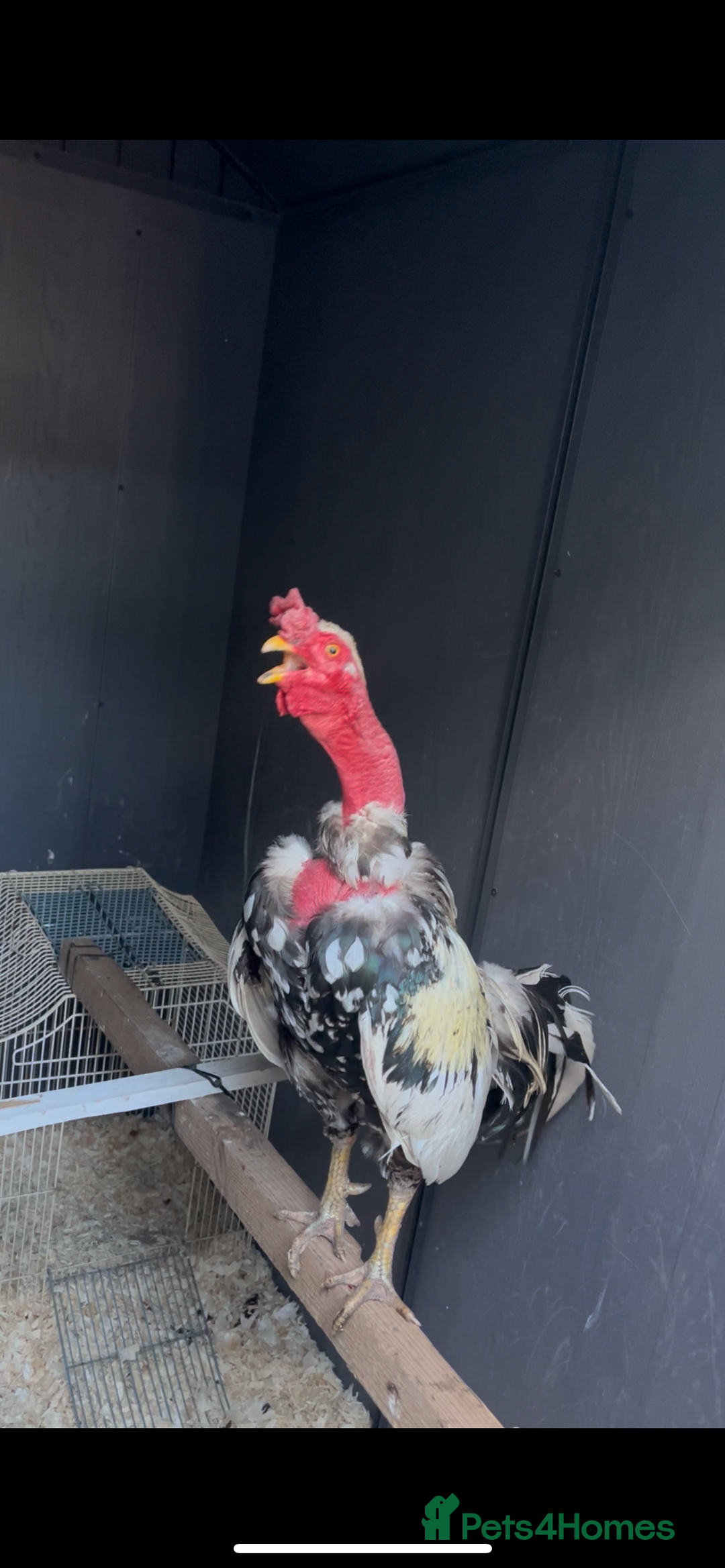 Chickens poultry for sale: Launga aseel male  - Image 2