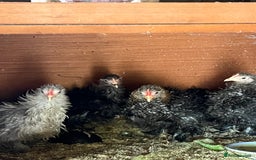 Chickens poultry for sale: Frizzle feather Bantons  - Image 9