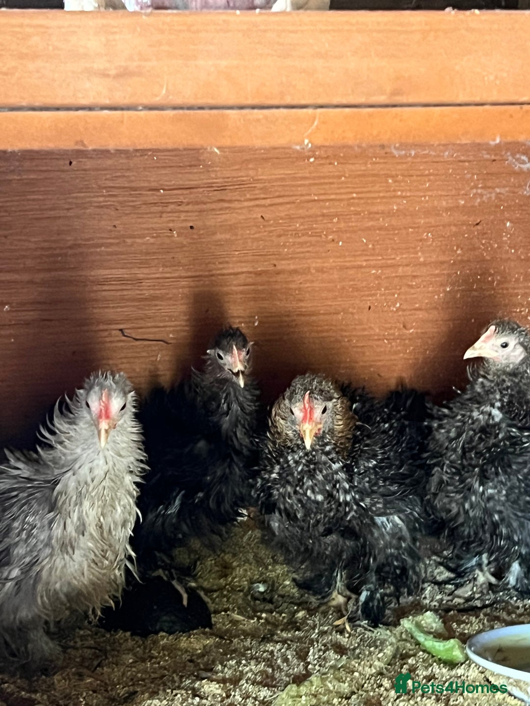 Chickens poultry for sale: Frizzle feather Bantons  - Image 9