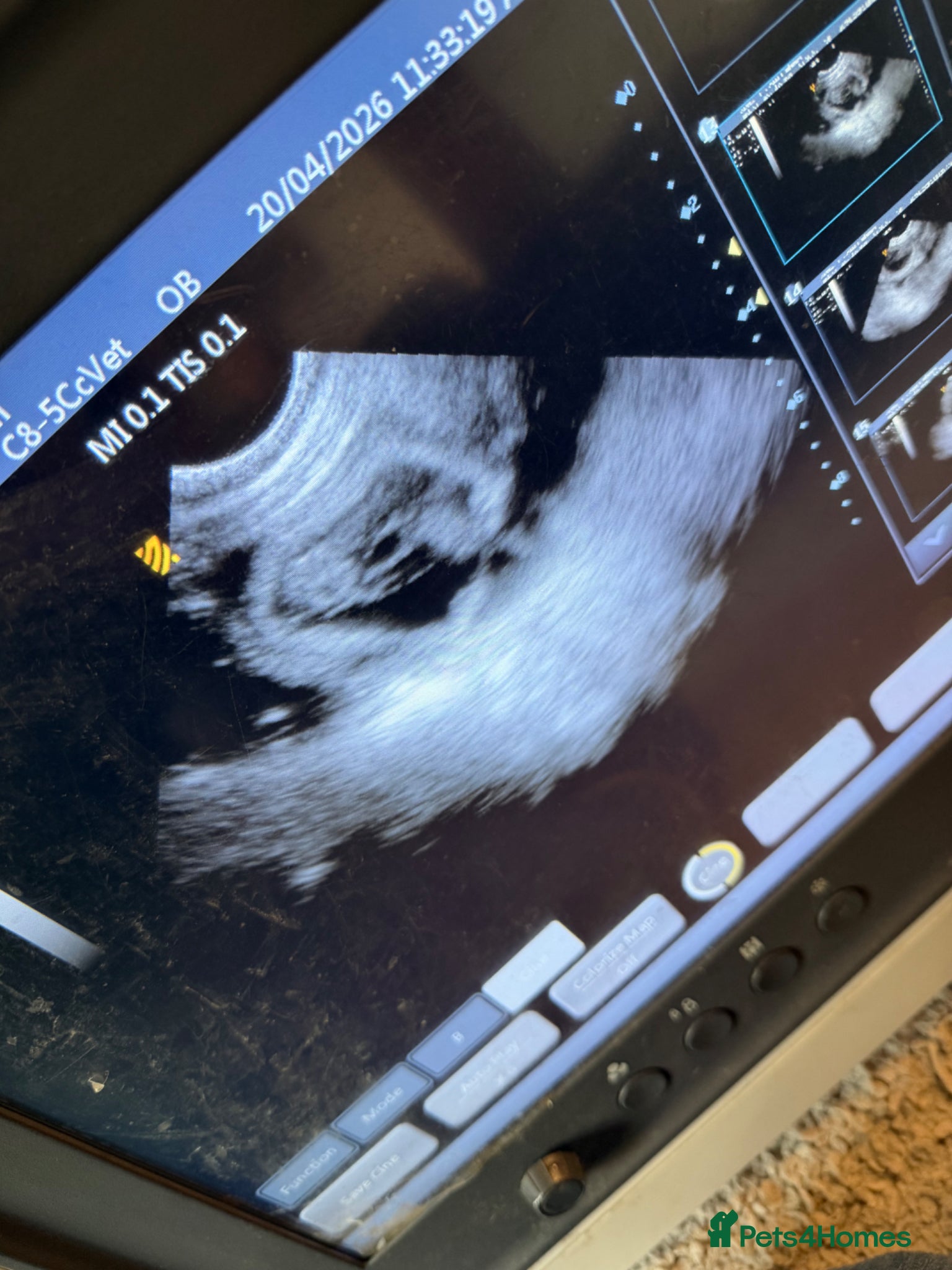 Cockerdor dogs Cockador Puppies - confirmed pregnancy. 🐾 - Advert 3