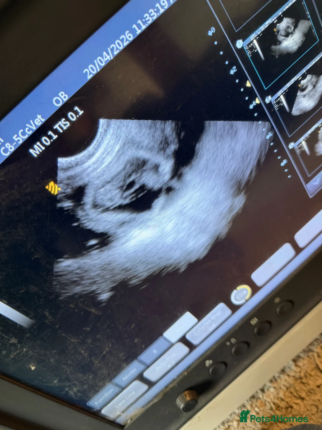 Cockerdor dogs for sale: Cockador Puppies - confirmed pregnancy. 🐾 in Skipton - Advert 1