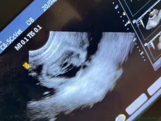 Cockerdor dogs Cockador Puppies - confirmed pregnancy. 🐾 - Advert 3