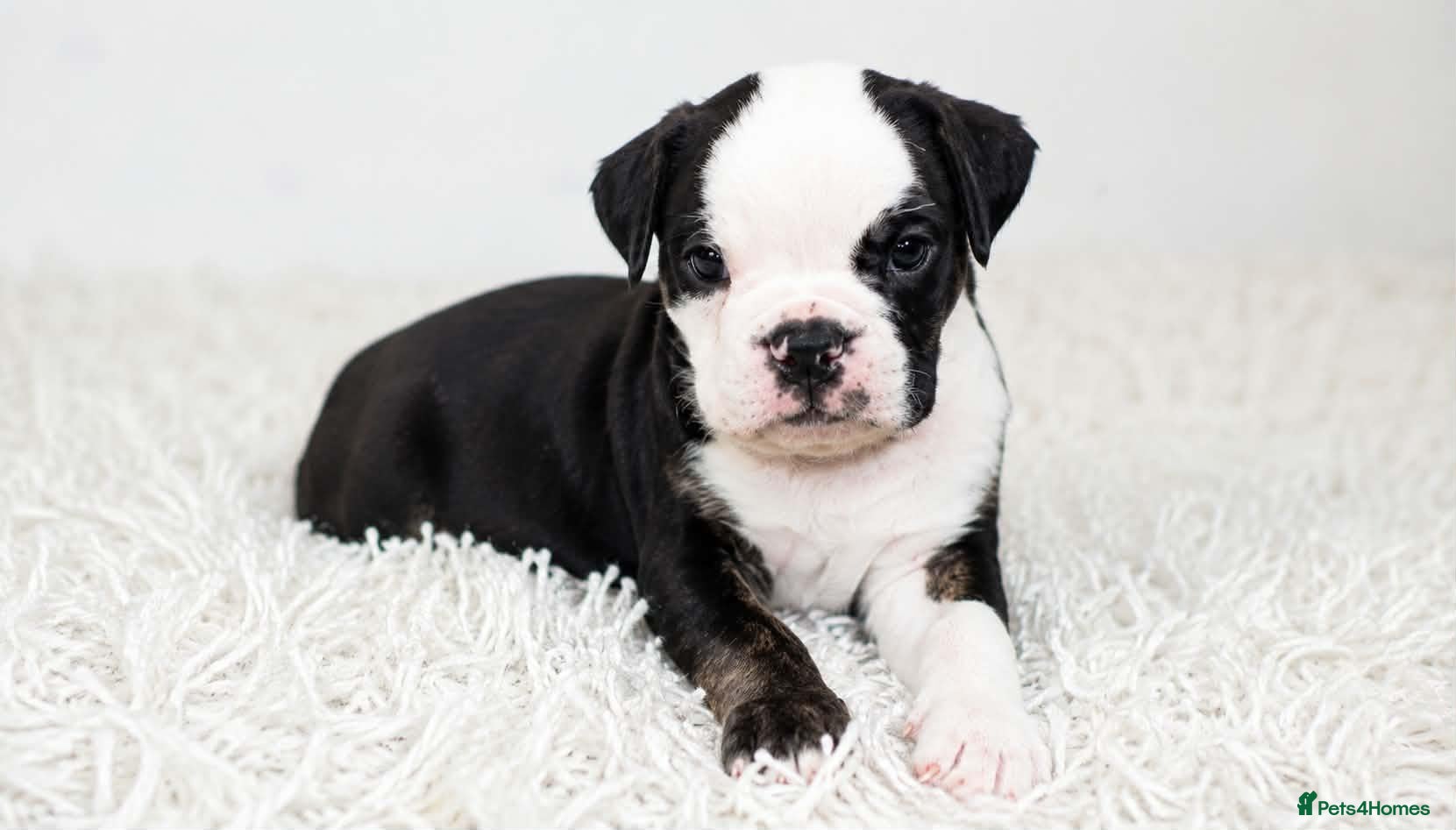 English Bulldog dogs English bulldogs ready to leave  - Advert 7