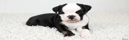 English Bulldog dogs for sale: English bulldogs ready to leave  in Milton Keynes - Advert 6