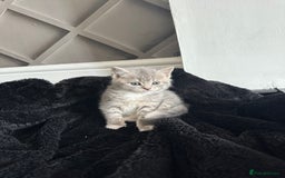 Mixed Breed cats for sale: All ready for there forever homes  - Image 4